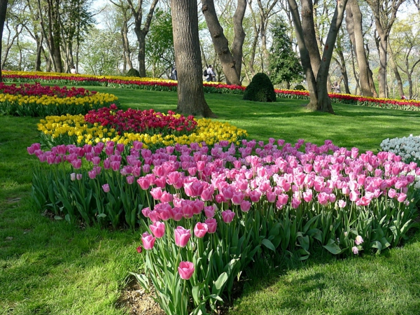 tulips pictures pink tender meadow park emirgan