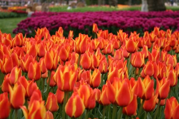 tulipaner billeder kalkun emirgan park festival