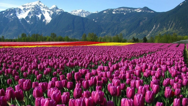 tulips images turkey field mountains