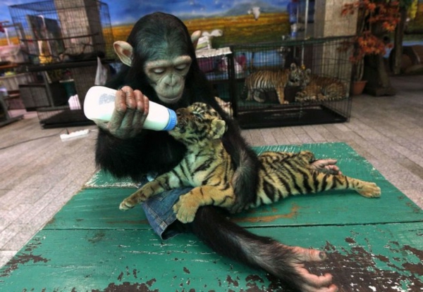 Singe d'amitié animale inhabituelle nourrit le tigre