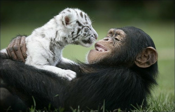 amitiés d'animaux réels inhabituels bengaltiger et chimpanzé
