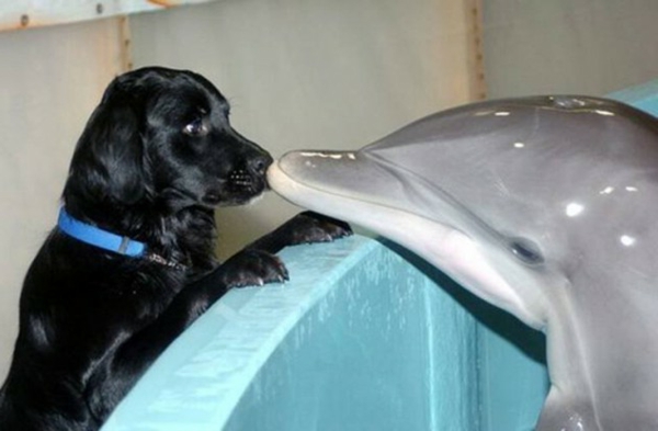 Delfín de amistad animal real inusual y perro negro
