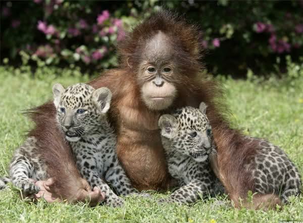 amitiés animaux réels insolites jeune orang utan et petit léopard
