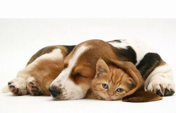 inusual animal amistad gatito y perro