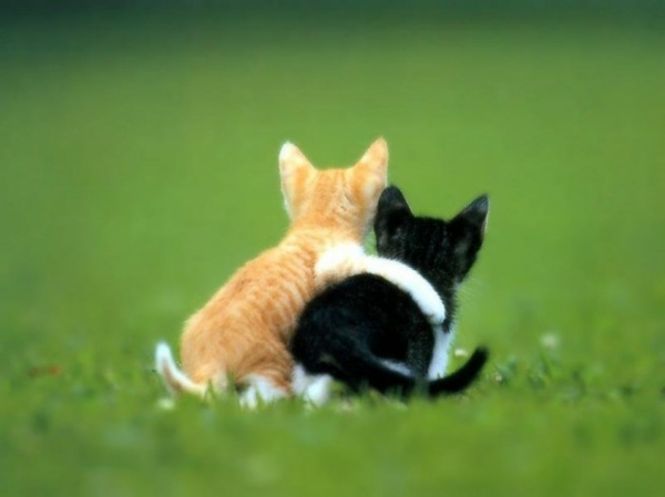 amistad animal real inusual gatos abrazo