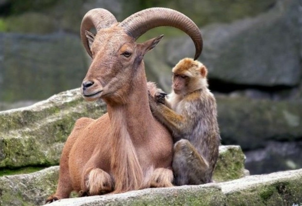 babuino y muflón de la amistad animal real inusual
