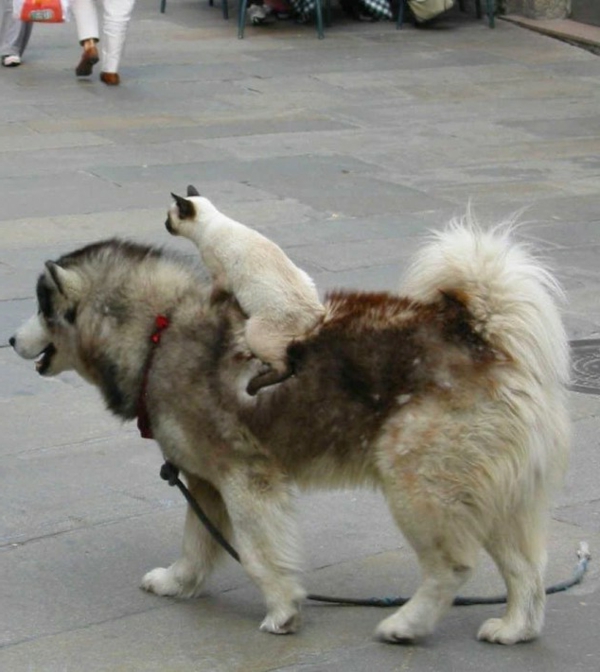 amitié animale inhabituelle chat persan promenades chien