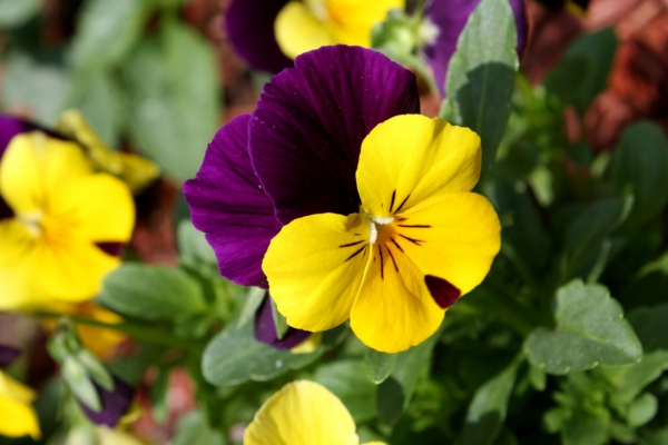 violet, ceea ce înseamnă plante galbene violete
