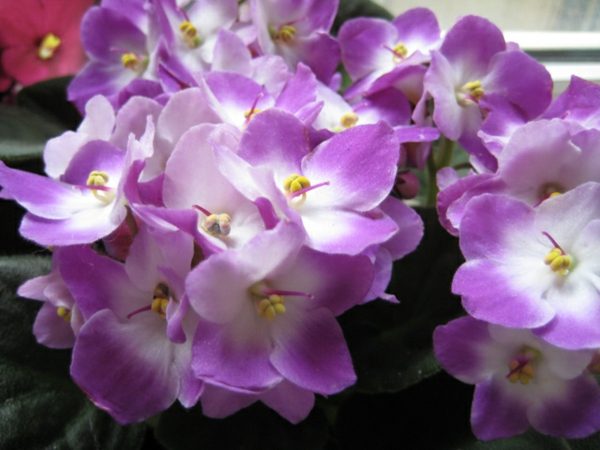 μωβ εύκολη φροντίδα δημοφιλή μοβ λουλούδια πράσινα φυτά