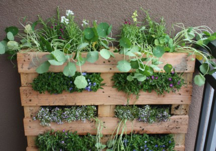 κάθετο κήπο κάνει το tutorial κατακόρυφο πράσινο DIY έργα
