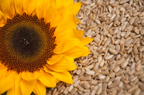 vitamins table sunflower sunflower seeds peeled