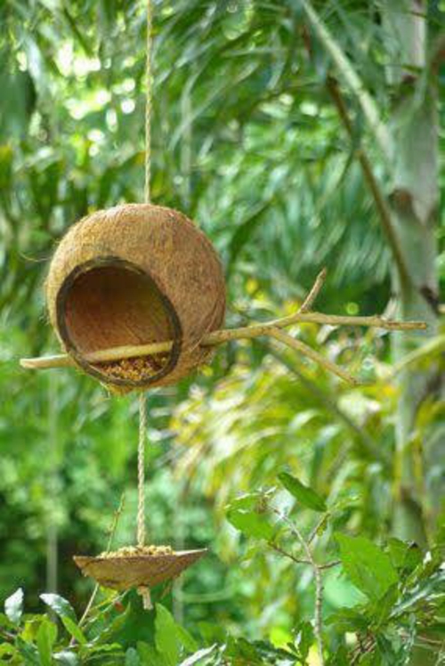 鸟饲料房自己建立椰子