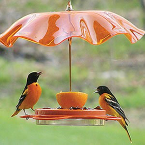 fugl fôrhus selvbyggende plast oransje