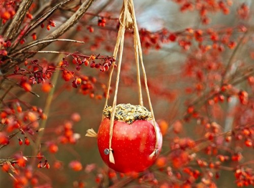 בית ציפורים אוכל לבנות את עצמה תפוח אדום
