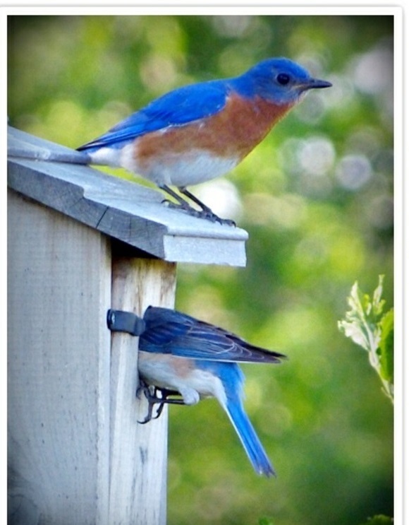 ציפור לבנות עץ ידידותי לסביבה כחול ציפור