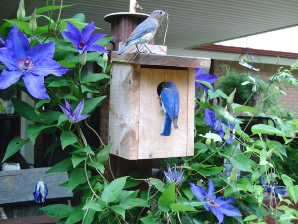 עץ ידידותיים לסביבה birdhouses עצמם לבנות יפה