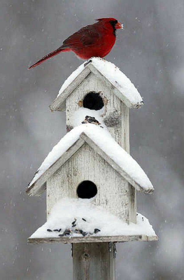 paukščių namai statyti medieną aplinką tausojančią žiemą