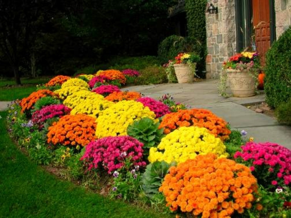 jardin jardin design fleurs colorées pelouse