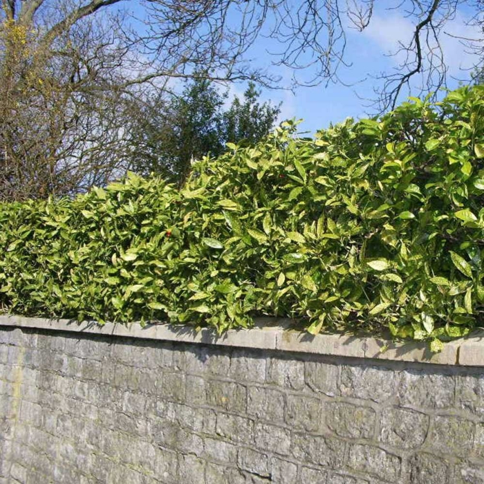 aanplant tuin Aucuba japonica tuin muur haag