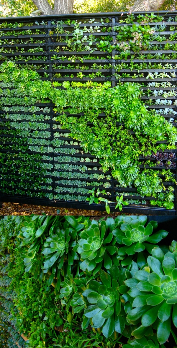 groene muur van hek met vetplanten