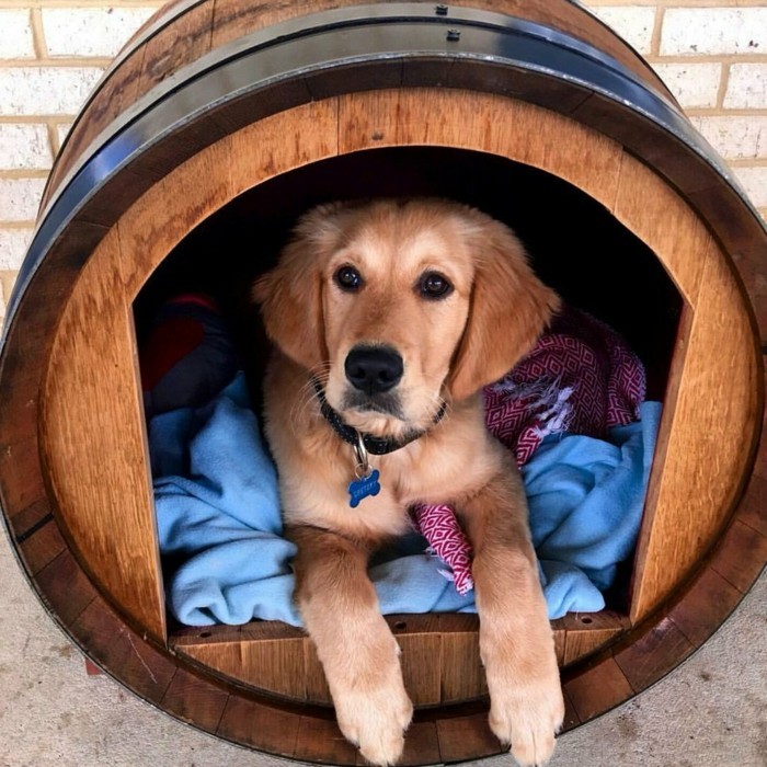 κρασί βαρέλι σκυλί κρεβάτι DIY ιδέες upcycling