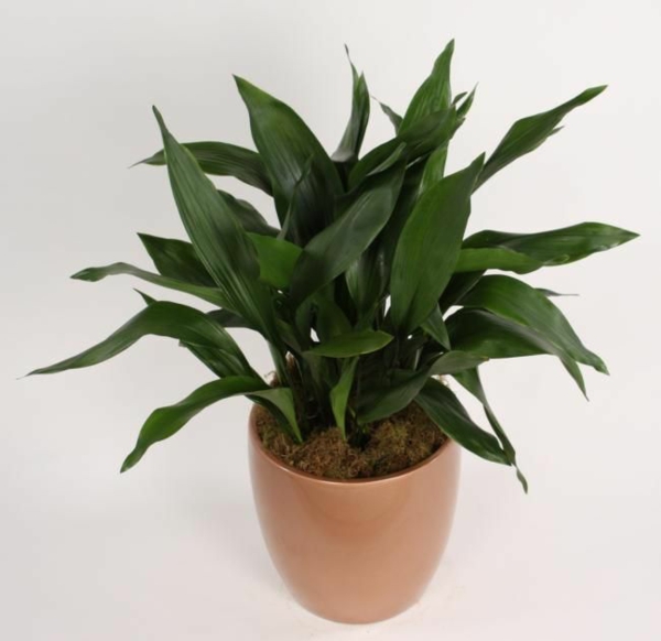 which indoor plants need little light aspidistra shoemaker palm