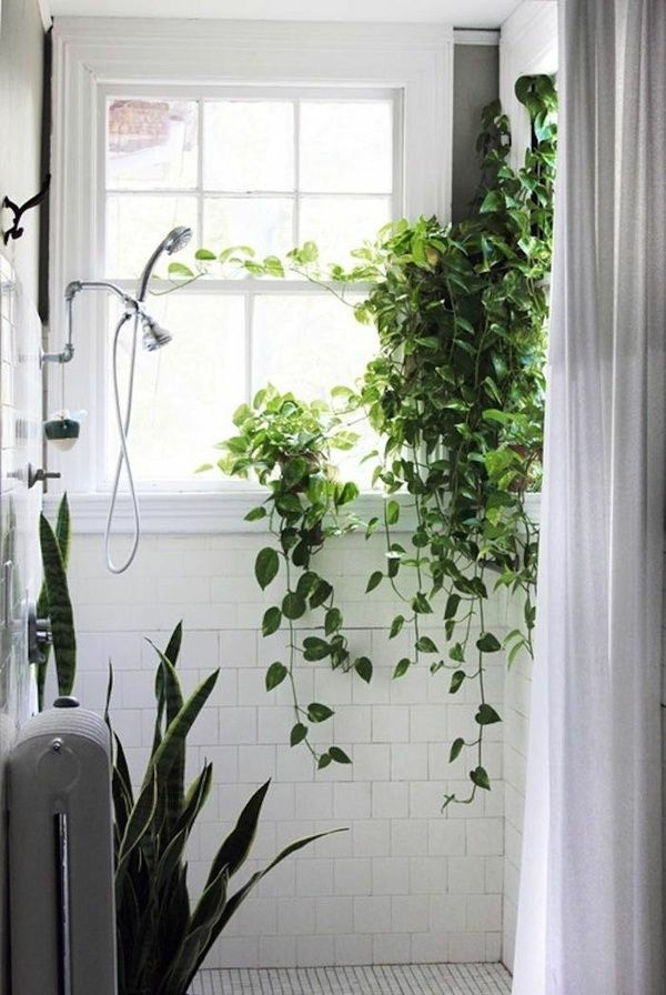 哪些室内植物需要少量轻巧的浴室植物