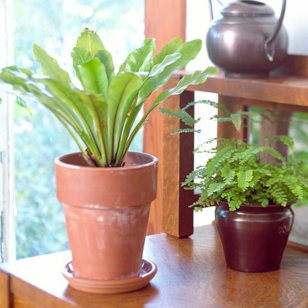 which indoor plants need little light nest fern