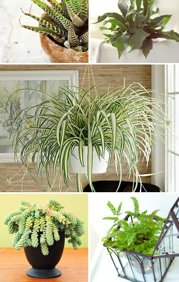 which indoor plants need little light