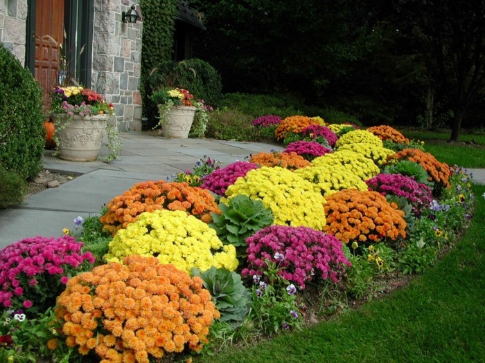 как да направите градински хризантеми цветни декоиди есента
