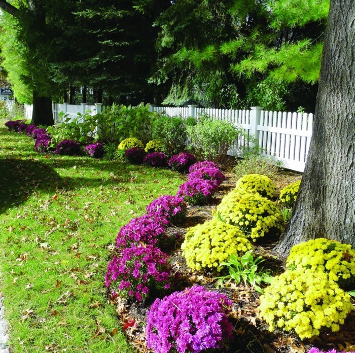 как да направя моята градина красиви примамки есенни хризантеми