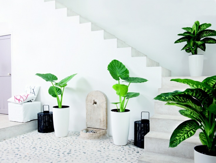 idées pour la maison feng shui plantes d'intérieur galets