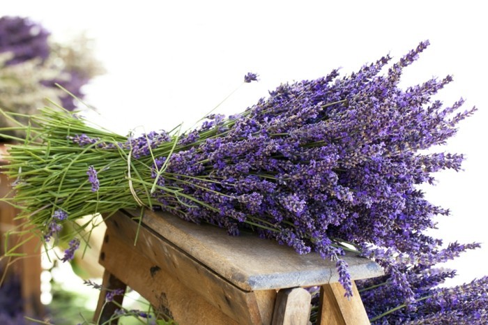 kodinsisustus ideoita laventeli kuivaus