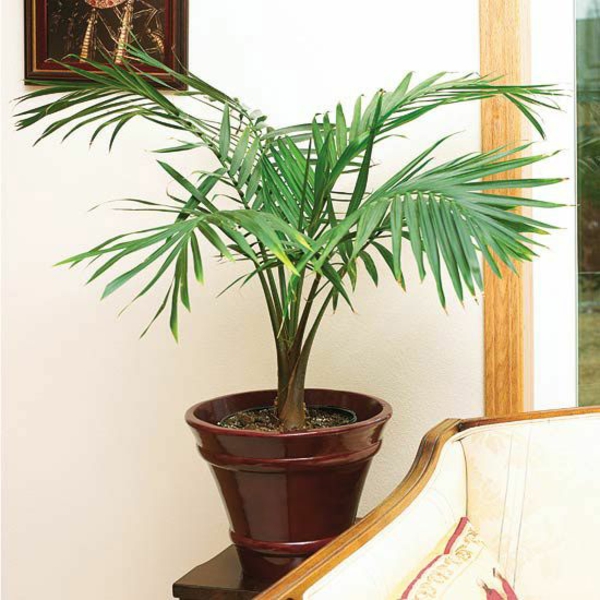 客厅的想法客厅手掌图片盆栽植物