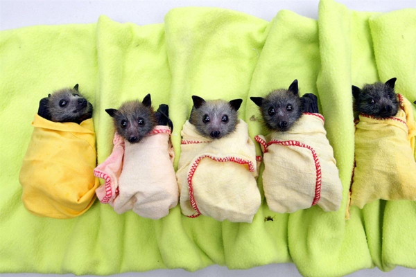 wow mascotas murciélagos pequeños