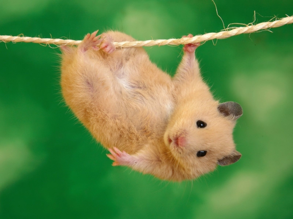 wow pets hamster climbing
