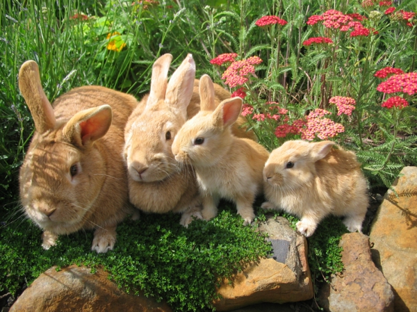 wow animaux lapin famille lapin