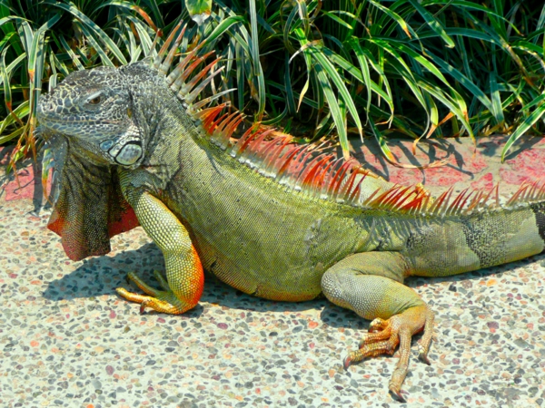 wow pets iguana mascota