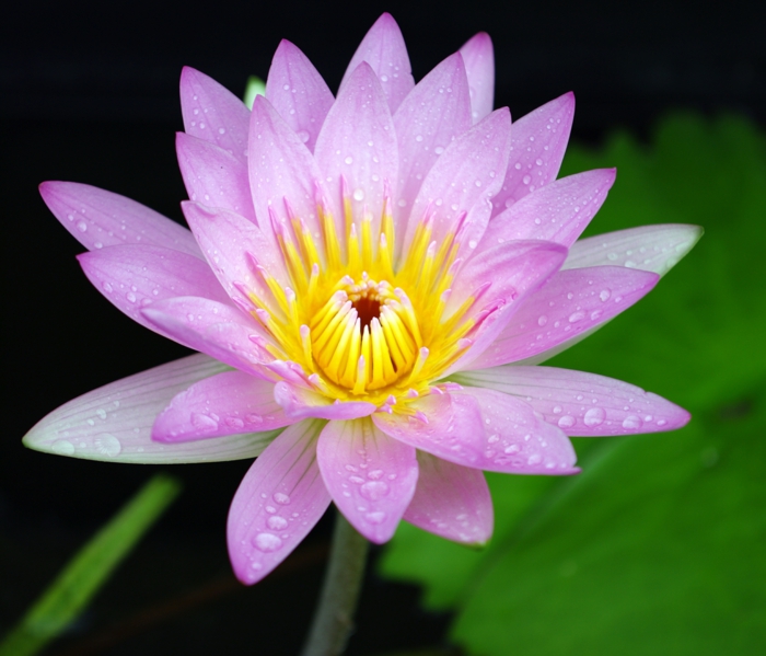 yin yang sens équilibre nature lotus