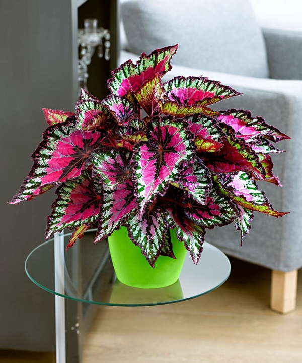 εσωτερικούς χώρους φυτά φωτογραφίες φυτά φυτά begonia πολύχρωμα φύλλα