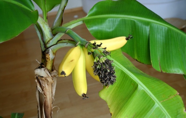 εσωτερικά φυτά φωτογραφίες παλάμες φοίνικες μπανάνες