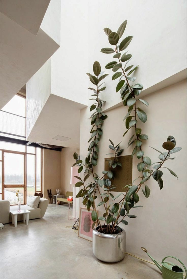 δέντρο δωμάτιο δημοφιλέστερα φυτά εσωτερικού χώρου γλάστρες φυτών τσίχλα σαλόνι