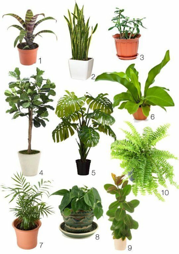 Les plantes vertes d'intérieur déterminent les espèces végétales