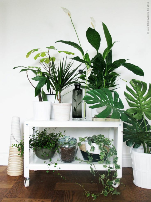 plantes d'intérieur images plantes en pot plantes d'intérieur vertes