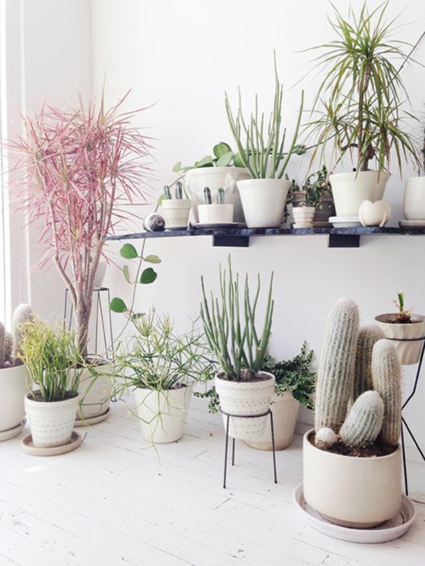 חדר ירוק צמחים cacti חזקים צמחים מקורה טיפול קל