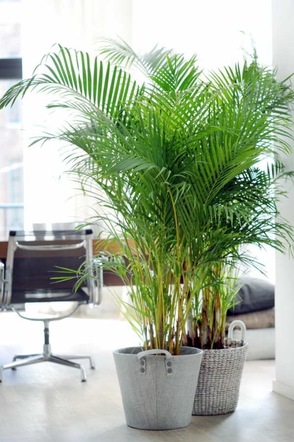 palmbomen soorten gouden fruitpalm in de kantoorpalmverzorging
