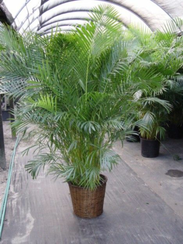 palmer arter gyldne frugt palm potteplanter