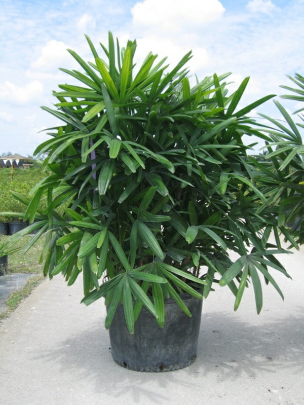 стая дланта видове rhapis excelsa дама палми палми закрити растения