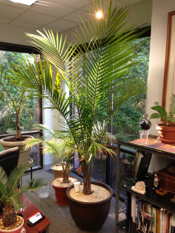 kamer palmen foto palmen typen werkkamer opgezet