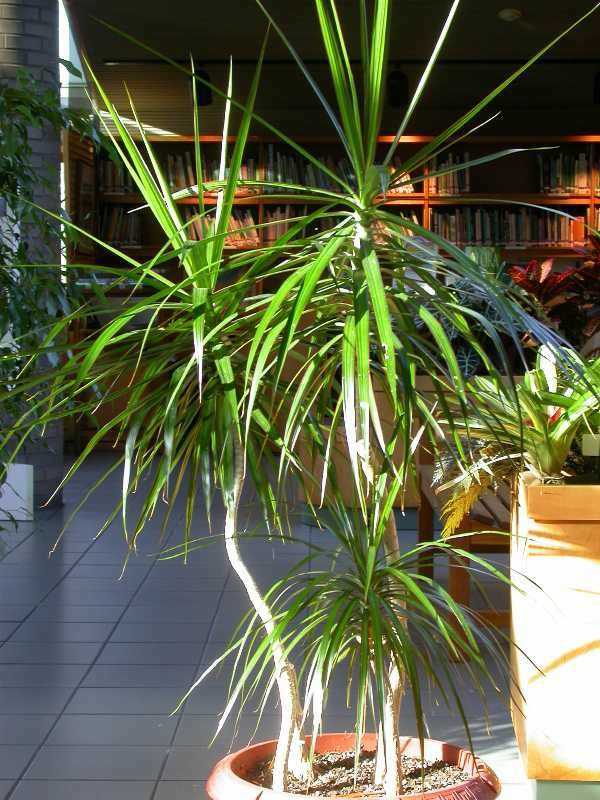 plantas en macetas de interior plantas en maceta cuidado fácil cuidado del árbol de dragón